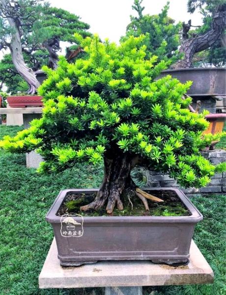 盆景发展前景怎么样_盆景行业赚钱吗