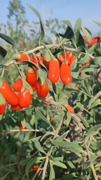 枸杞种植前景如何_枸杞种植利润高吗