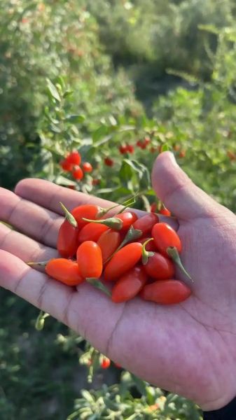 枸杞种植前景如何_枸杞种植利润高吗
