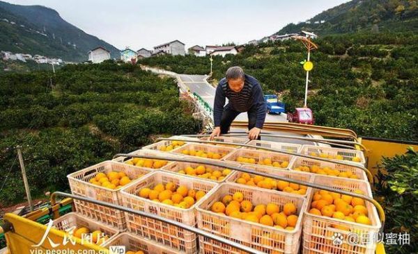 柑桔种植前景如何_2024年种柑桔赚钱吗