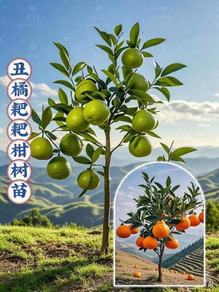 柑桔种植前景如何_2024年种柑桔赚钱吗