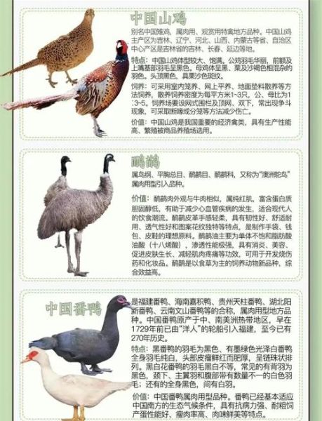 肉禽前景怎么样_2024年肉禽养殖还能赚钱吗