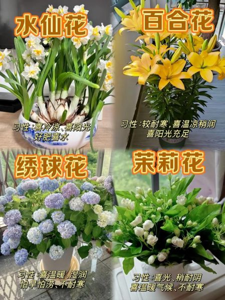 什么花适合新手养_室内开花植物推荐