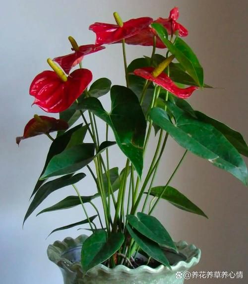 什么花适合新手养_室内开花植物推荐