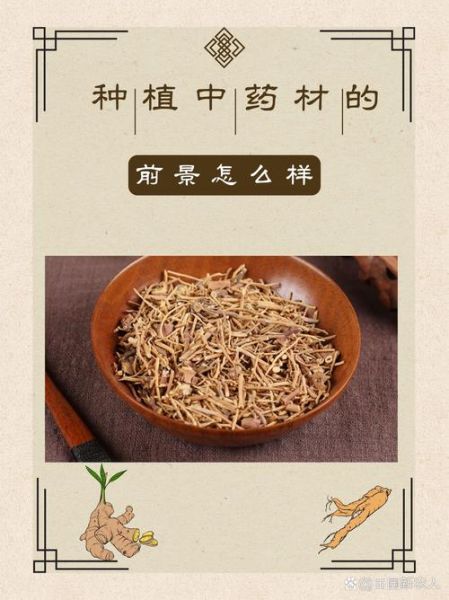 中药材种植前景如何_中药材投资风险有哪些