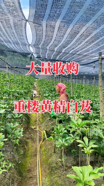 中药材种植前景如何_中药材投资风险有哪些