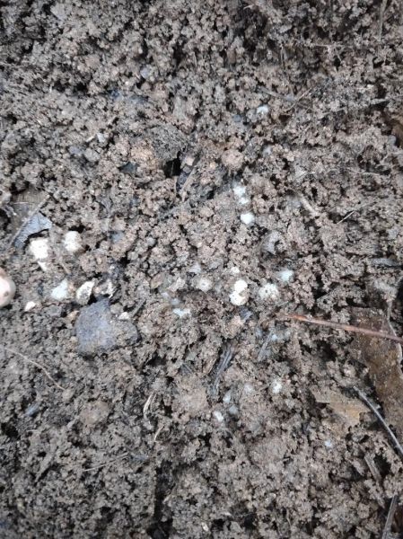 中药材种植前景如何_中药材投资风险有哪些