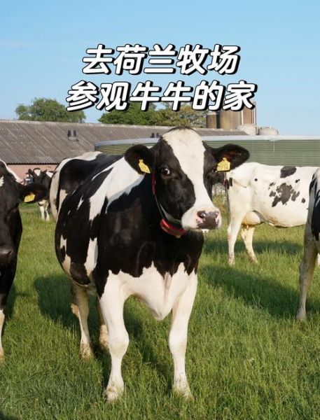 奶牛养殖前景怎么样_2024年奶牛养殖赚钱吗