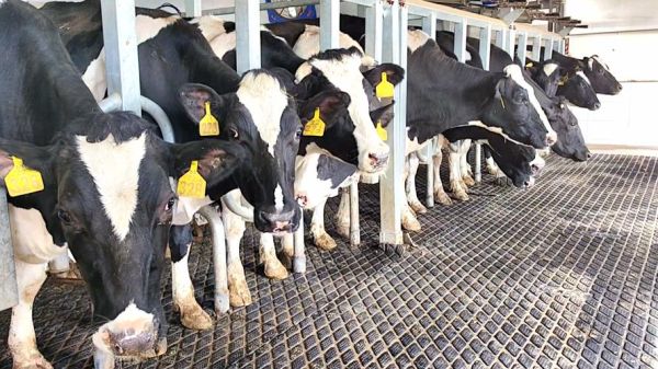 奶牛养殖前景怎么样_2024年奶牛养殖赚钱吗