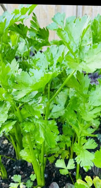 种植蔬菜前景怎么样_2024年种什么蔬菜最赚钱