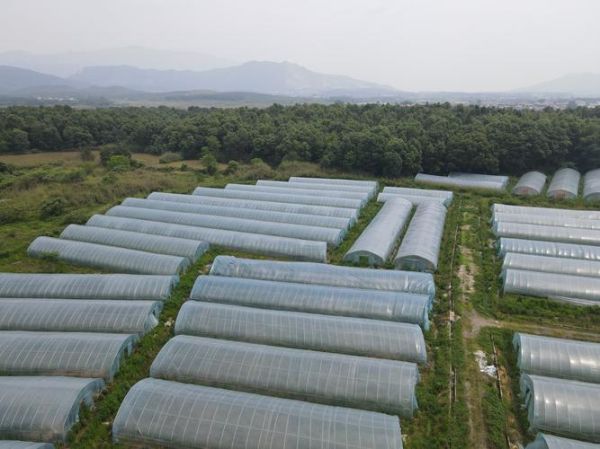 种植蔬菜前景怎么样_2024年种什么蔬菜最赚钱