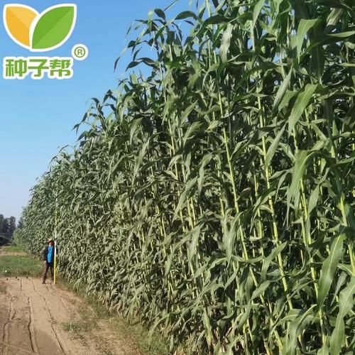 甜高粱种植前景如何_甜高粱经济效益怎么样