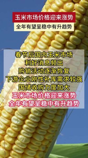 玉米价格还会涨吗_2024年玉米市场前景分析