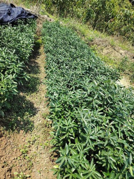 积壳前景怎么样_积壳种植赚钱吗