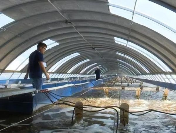 海水养殖前景怎么样_海水养殖赚钱吗