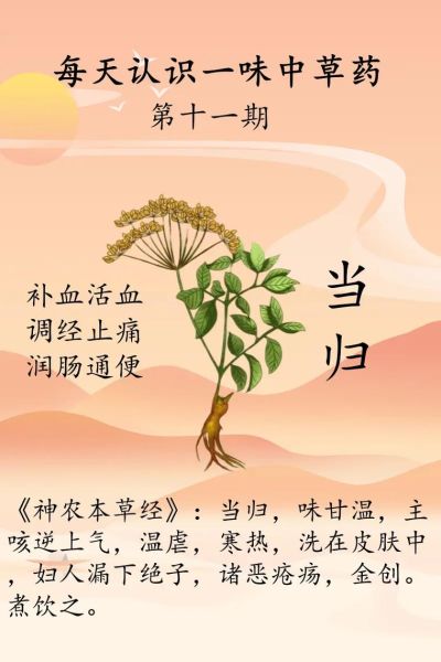 当归价格多少钱一斤_当归的功效与作用禁忌