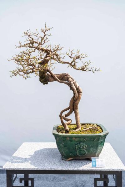 盆景行业发展前景如何_盆景创业赚钱吗