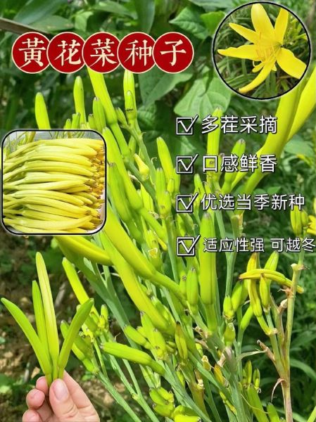 黄花菜种植前景怎么样_黄花菜多少钱一斤