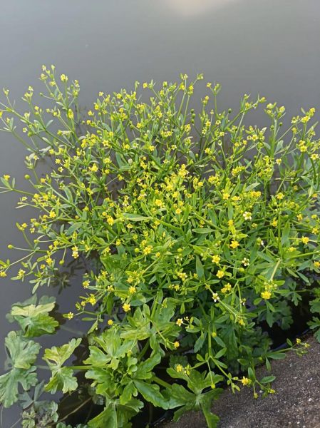 黄花菜种植前景怎么样_黄花菜多少钱一斤