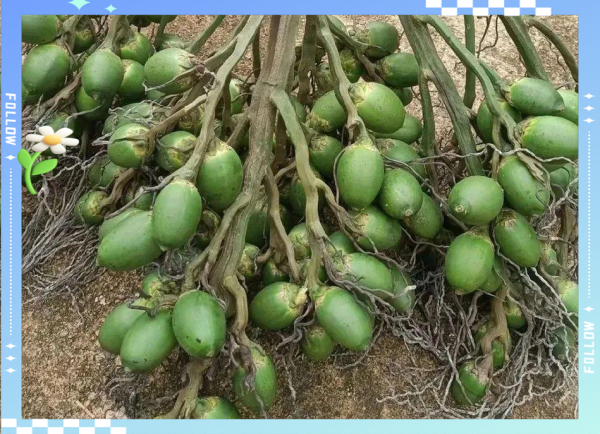 槟榔市场前景怎么样_槟榔行业还能投资吗