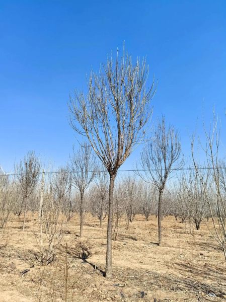白蜡树种植前景怎么样_白蜡木价格走势