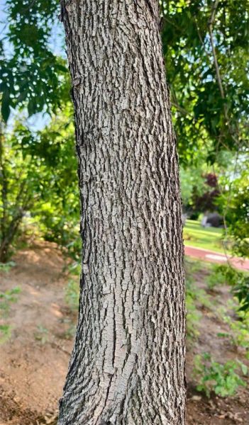 白蜡树种植前景怎么样_白蜡木价格走势
