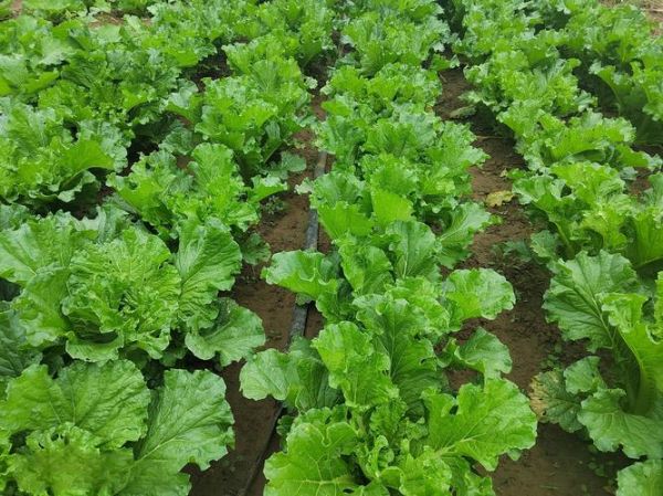 中节能深圳投资有限公司怎么样_有哪些绿色项目