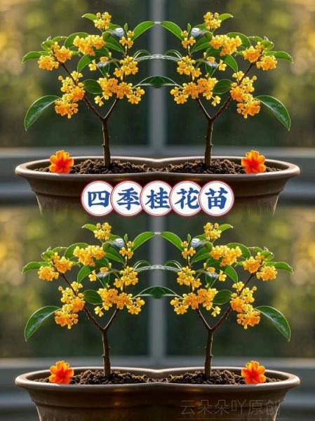 桂花种植前景如何_桂花市场前景怎么样