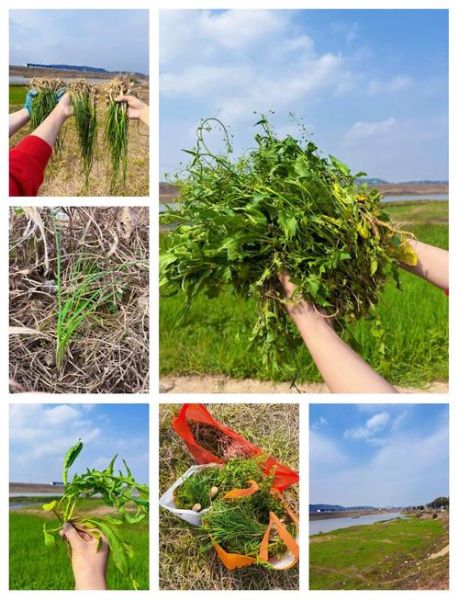 野菜种植前景怎么样_野菜种植赚钱吗