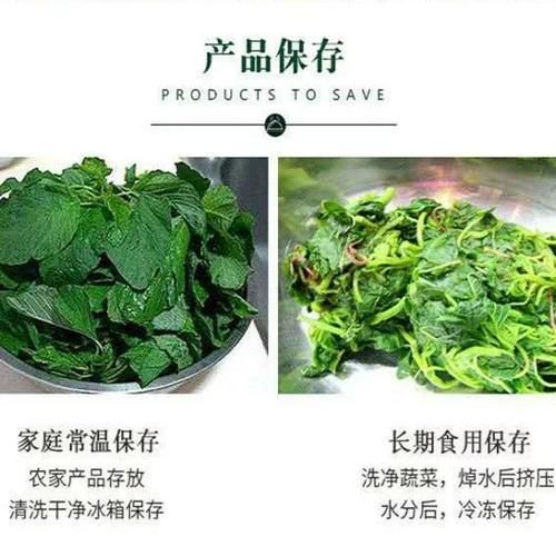 野菜种植前景怎么样_野菜种植赚钱吗