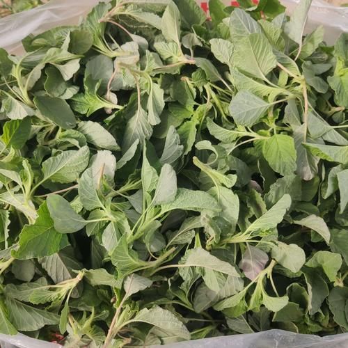 野菜种植前景怎么样_野菜种植赚钱吗