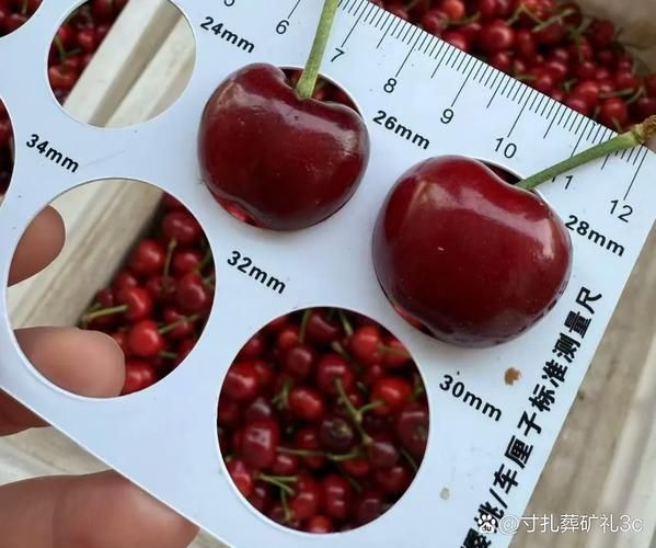 樱桃多少钱一斤_樱桃怎么挑选才甜