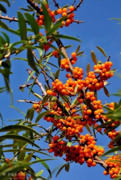 沙棘市场前景怎么样_沙棘种植赚钱吗