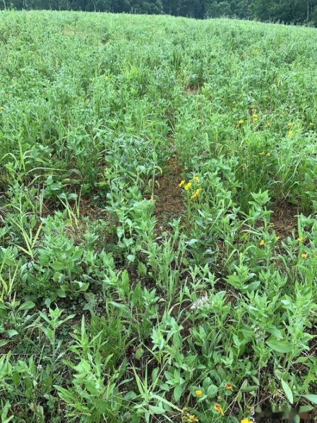 甘草种植前景怎么样_甘草种植赚钱吗