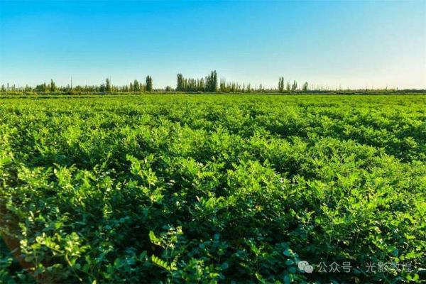 甘草种植前景怎么样_甘草种植赚钱吗