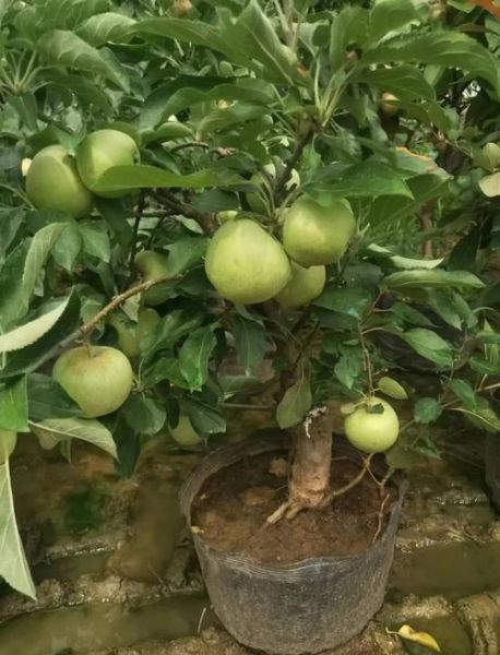 苹果种植前景怎么样_苹果种植赚钱吗