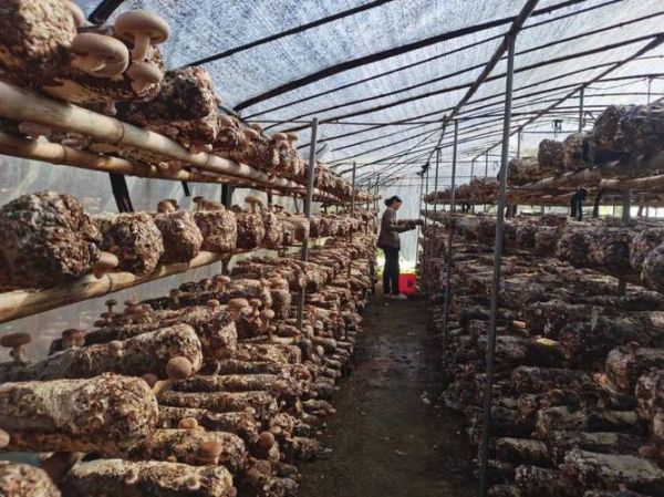 2017香菇种植赚钱吗_香菇市场前景如何