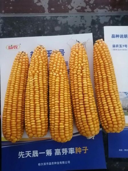 玉米种子哪个品种好_玉米种子价格多少钱一斤