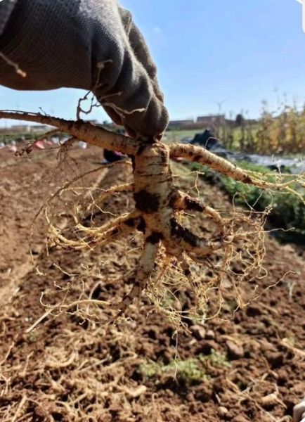 种植人参前景怎么样_一亩地能赚多少钱