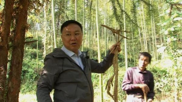 种植人参前景怎么样_一亩地能赚多少钱