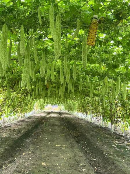 苦瓜前景怎么样_苦瓜种植前景如何