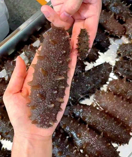 2015海参市场前景如何_海参价格走势分析