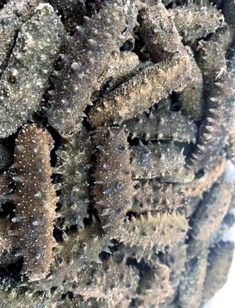 2015海参市场前景如何_海参价格走势分析