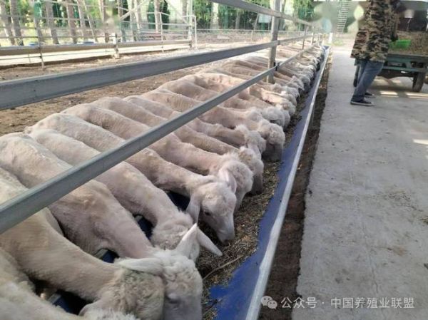 养羊的利润与成本_新手养羊需要准备什么