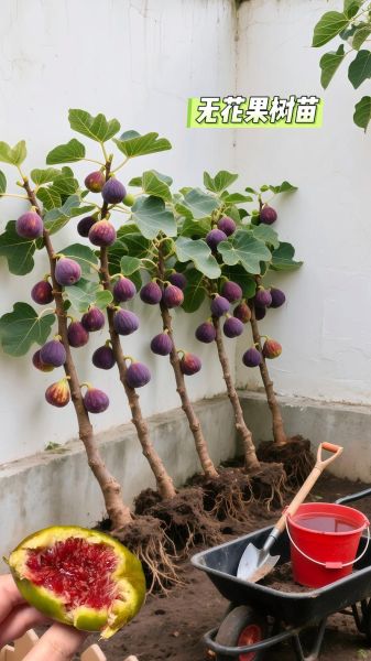 无花果种植前景怎么样_无花果种植赚钱吗