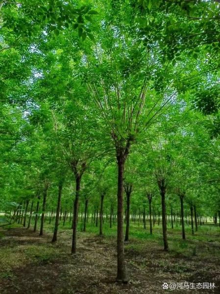 白蜡树种植前景如何_白蜡树市场价值高吗