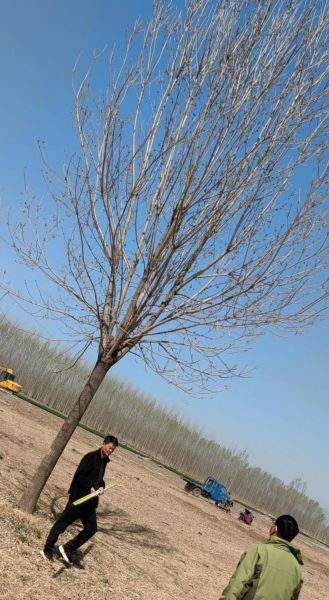 白蜡树种植前景如何_白蜡树市场价值高吗