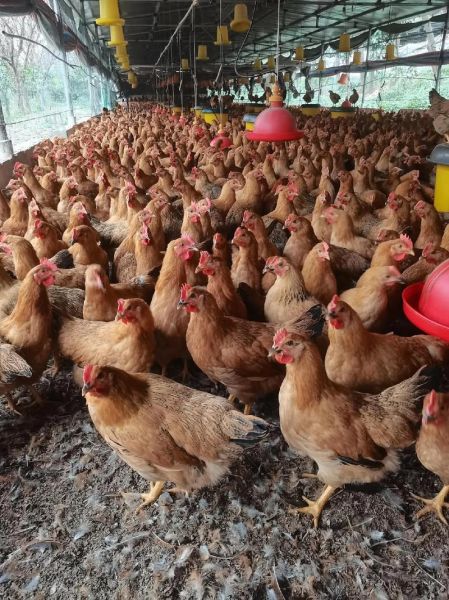 家禽养殖利润怎么样_2024年养什么鸡最赚钱