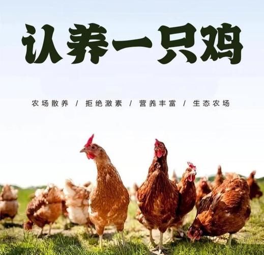 家禽养殖利润怎么样_2024年养什么鸡最赚钱