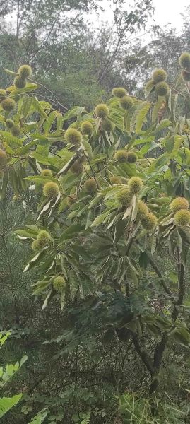 板栗种植前景怎么样_2024年板栗价格走势预测